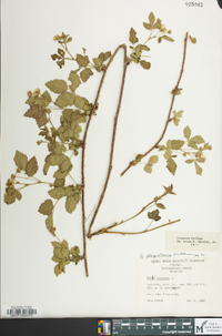 Rubus flagellaris image