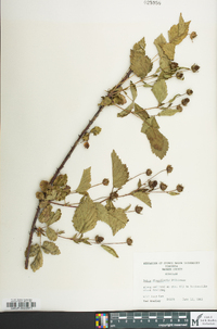 Rubus flagellaris image