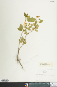 Rubus flagellaris image