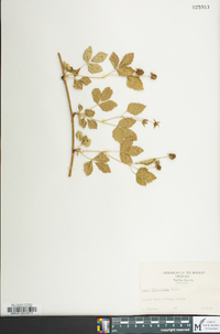 Rubus flagellaris image