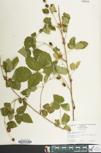 Rubus flagellaris image