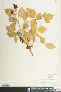 Rubus flagellaris image