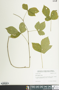 Rubus flagellaris image