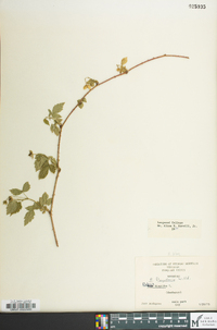 Rubus flagellaris image