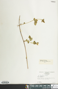 Rubus flagellaris image