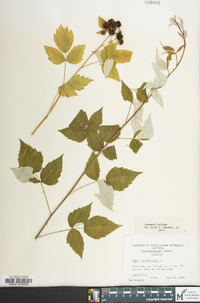 Rubus occidentalis image