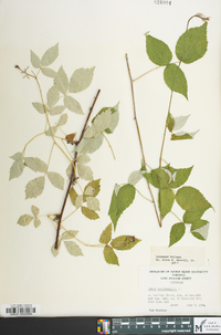 Rubus occidentalis image