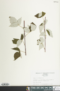 Rubus occidentalis image