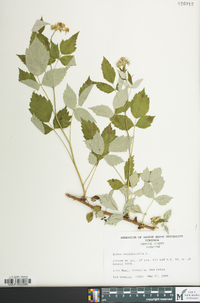 Rubus occidentalis image