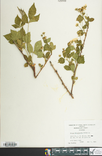 Rubus flagellaris image