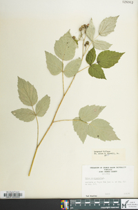 Rubus occidentalis image