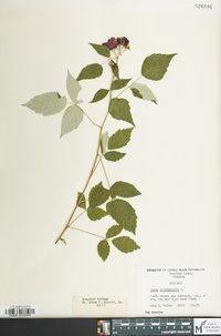 Rubus occidentalis image