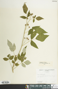 Rubus occidentalis image