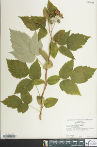 Rubus occidentalis image