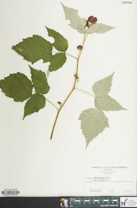 Rubus occidentalis image