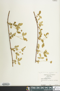 Rubus flagellaris image