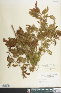 Chamaecrista nictitans subsp. nictitans image