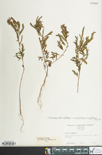 Chamaecrista nictitans subsp. nictitans image