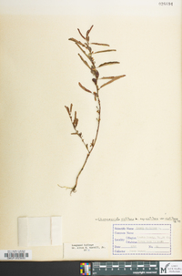 Chamaecrista nictitans subsp. nictitans image