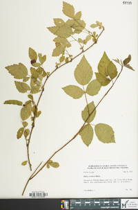 Rubus flagellaris image