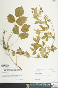 Rubus flagellaris image