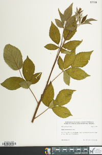 Rubus pensilvanicus image