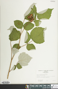 Rubus phoenicolasius image