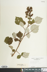 Rubus phoenicolasius image