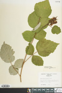 Rubus phoenicolasius image