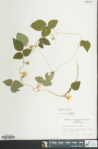 Amphicarpaea bracteata var. bracteata image