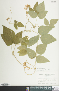 Amphicarpaea bracteata var. comosa image