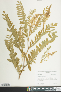 Astragalus canadensis image