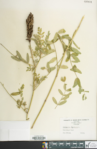 Astragalus canadensis image