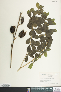 Baptisia australis image