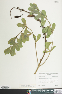 Baptisia australis image