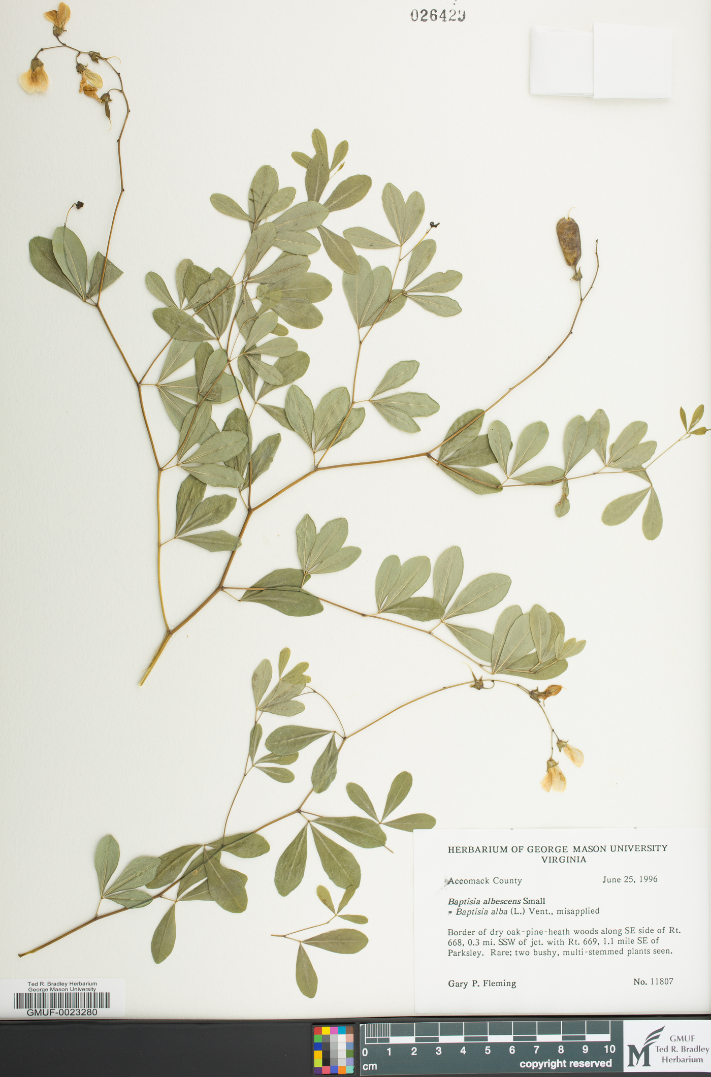 Baptisia albescens image