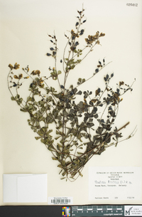 Baptisia tinctoria image