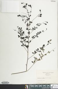 Baptisia tinctoria image