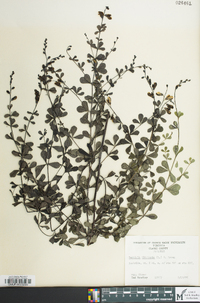 Baptisia tinctoria image