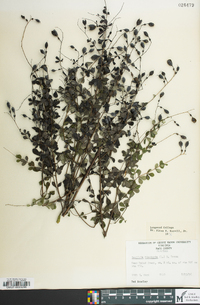 Baptisia tinctoria image