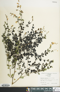 Baptisia tinctoria image