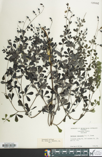 Baptisia tinctoria image