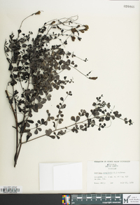 Baptisia tinctoria image