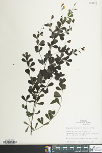 Baptisia tinctoria image