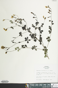 Baptisia tinctoria image