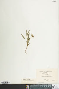 Crotalaria sagittalis image