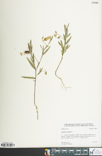 Crotalaria sagittalis image