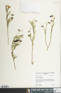 Crotalaria sagittalis image