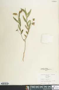 Crotalaria sagittalis image