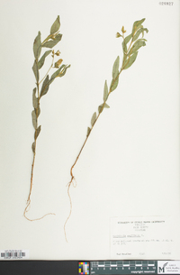 Crotalaria sagittalis image